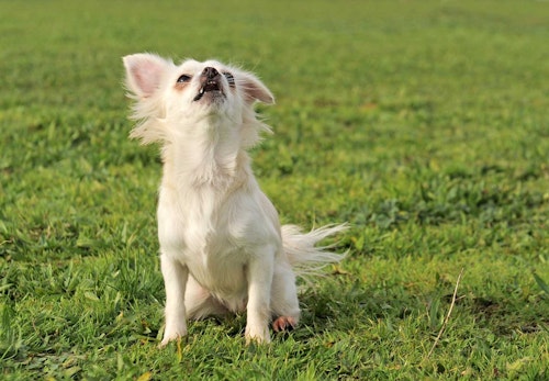 犬が吠える理由とは？原因別の対処法や吠え癖をなくすおすすめのしつけなどを解説