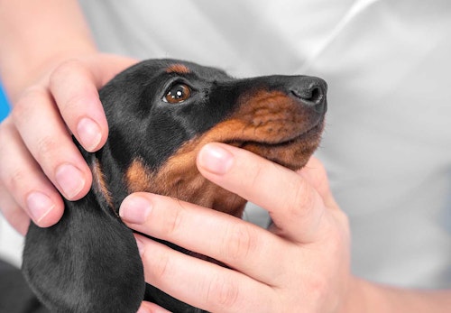 犬の湿疹は膿皮症のサイン？初期症状や原因、皮膚炎との見分け方や対処法などについて解説