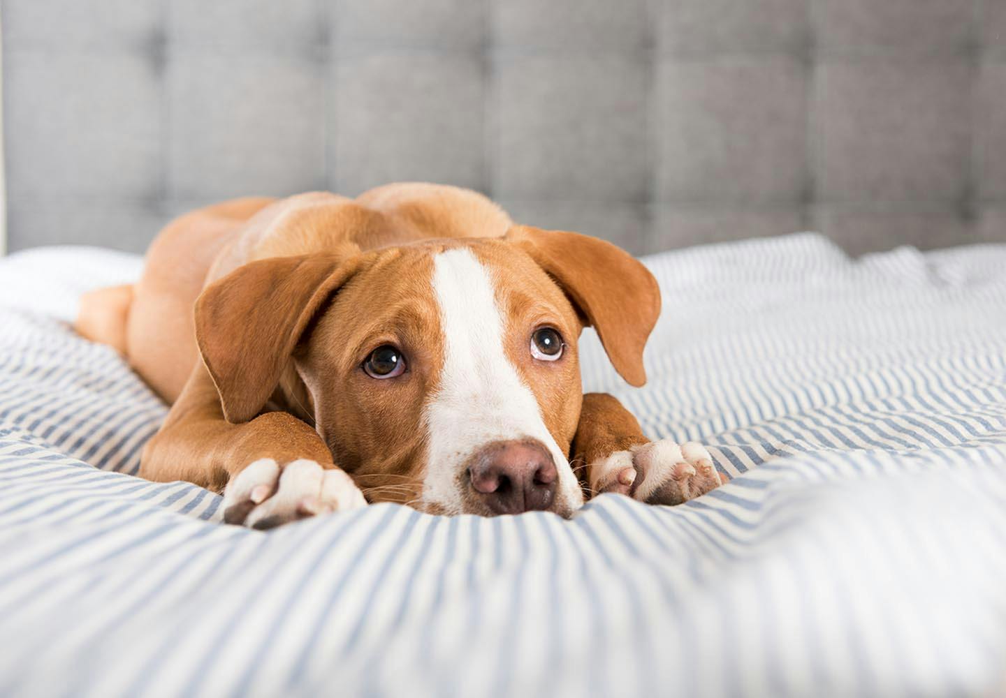 犬の咳の原因は 咳の種類や病院に連れて行くべき症状 対処法について解説 獣医師監修 Illness 病気 わんクォール