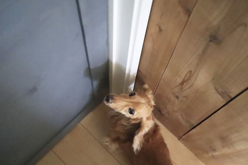 簡単3step ペット用にドアをdiy 愛犬が自分で開けられるようにする方法 わんこと暮らすアイディア わんクォール 簡単3step ペット用にドアをdiy 愛犬が自分で開けられるようにする方法 わんこと暮らすアイディア わんクォール