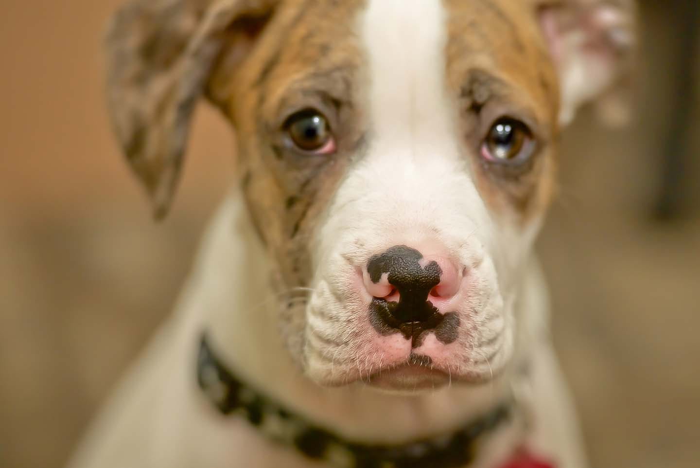 獣医師監修 犬の多すぎる涙の原因は 考えられる病気や対処法を解説 Illness 病気 わんクォール