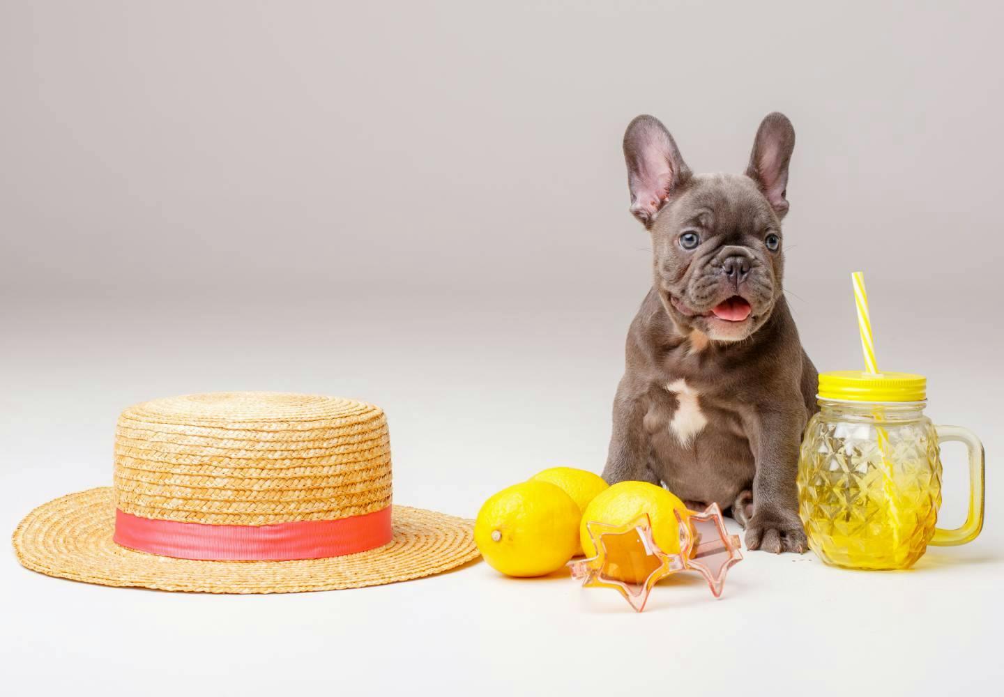 犬はレモンを食べても大丈夫 ビタミンcが必要かどうかと与える際の注意点などを解説 獣医師監修 わんクォール