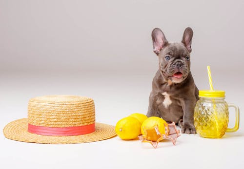 犬はレモンを食べても大丈夫 注意点とビタミンcが必要かどうかについて解説 獣医師監修 わんクォール 犬はレモンを食べても大丈夫 注意点とビタミンcが必要かどうかについて解説 獣医師監修 わんクォール