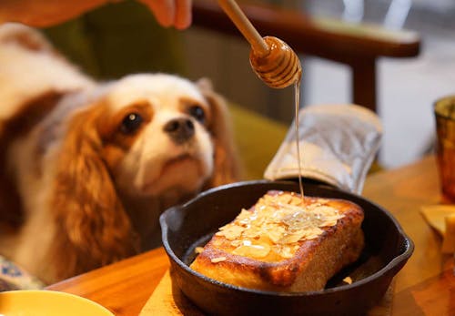 犬にはちみつを食べさせても大丈夫 与える際の注意点や健康面でのメリットを解説 獣医師監修 わんクォール