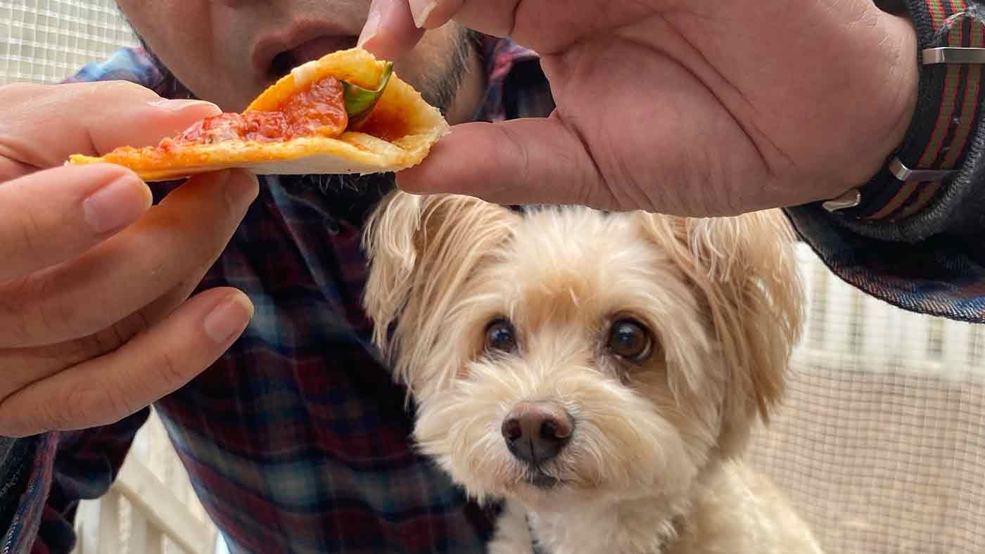 愛犬とクリスマスキャンプ　手作りピザ