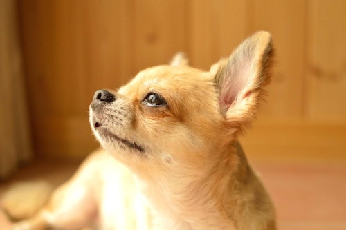 獣医師監修 犬の涙の原因とは 考えられる病気と対処法 病院に連れていくべき症状について解説 わんクォール 獣医師監修 犬の涙の原因とは 考えられる病気と対処法 病院に連れていくべき症状について解説 わんクォール