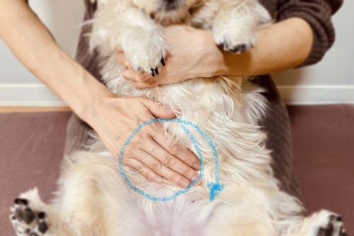犬が喜ぶマッサージ方法とは 事前の準備と正しい手順 メリットや注意点について解説 獣医師監修 わんクォール 犬が喜ぶマッサージ方法とは 事前の準備と正しい手順 メリットや注意点について解説 獣医師監修 わんクォール