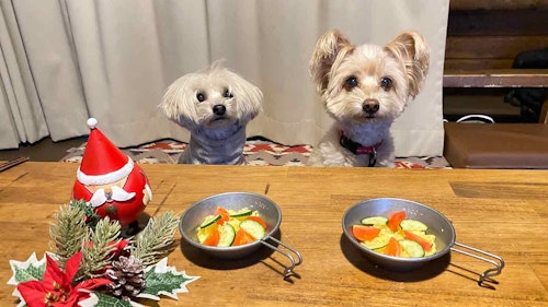 愛犬とクリスマスキャンプ　残り物ご飯