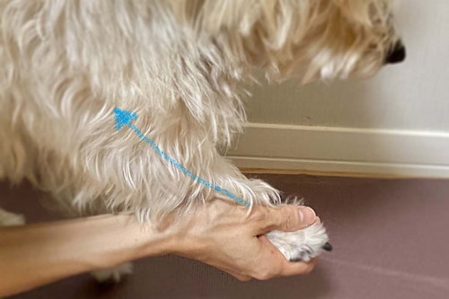 犬が喜ぶマッサージ方法とは 事前の準備と正しい手順 メリットや注意点について解説 獣医師監修 わんクォール 犬が喜ぶマッサージ方法とは 事前の準備と正しい手順 メリットや注意点について解説 獣医師監修 わんクォール