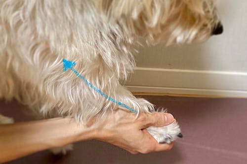 犬が喜ぶマッサージ方法とは 事前の準備と正しい手順 メリットや注意点について解説 獣医師監修 わんクォール