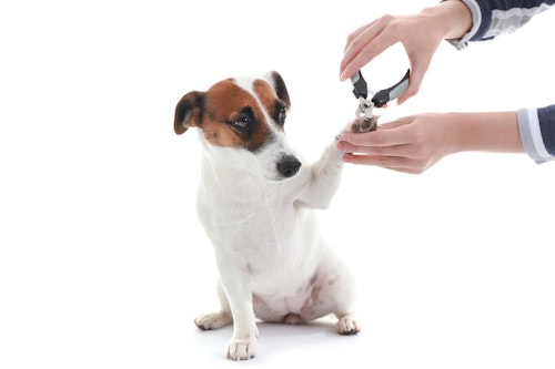 【獣医師監修】犬の爪切りのコツとは？怖がらせない方法や正しい手順、切る頻度やタイミングなどについて解説