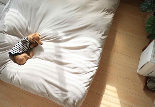 愛犬との寝室　低いベッド　ヘルニア