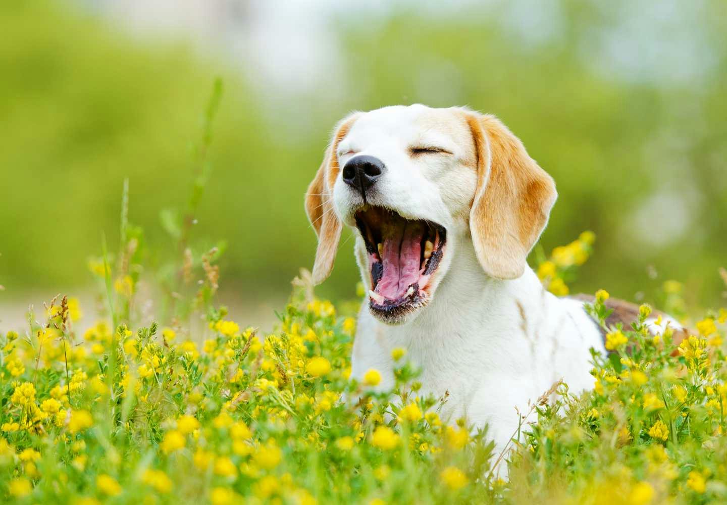 獣医師監修 犬のあくびの理由は 病気や体調不良のサインかどうかの見極め 対処法などについて解説 Illness 病気 わんクォール