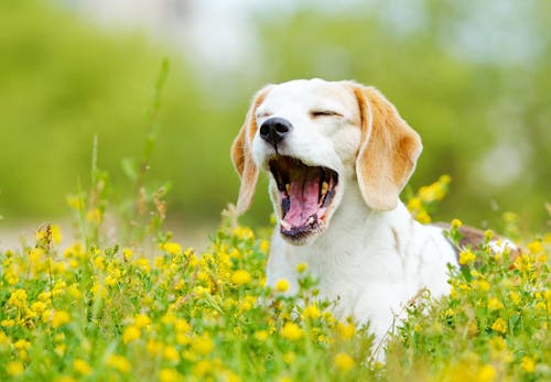 獣医師監修 犬のあくびの理由は 仕草に隠された意味や病気の可能性 対処法などを解説 わんクォール