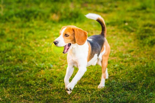 獣医師監修 しっぽで分かる犬の気持ちとは 位置や動きから推測できる感情を解説 わんクォール
