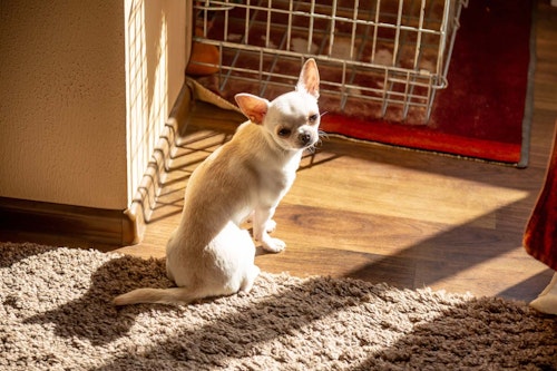 犬のおならが臭くて回数が多い原因は 病院に連れていくべき症状を解説 獣医師監修 わんクォール 犬のおならが臭くて回数が多い原因は 病院に連れていくべき症状を解説 獣医師監修 わんクォール