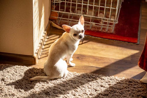 獣医師監修 犬のおならが臭くて回数が多い 原因と対策 考えられる病気について解説 わんクォール 獣医師監修 犬のおならが臭くて回数が多い 原因と対策 考えられる病気について解説 わんクォール