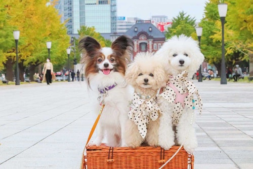 【丸の内・日比谷】愛犬と電車でお出かけ♪お散歩・ランチ・イルミネーションを楽しもう！