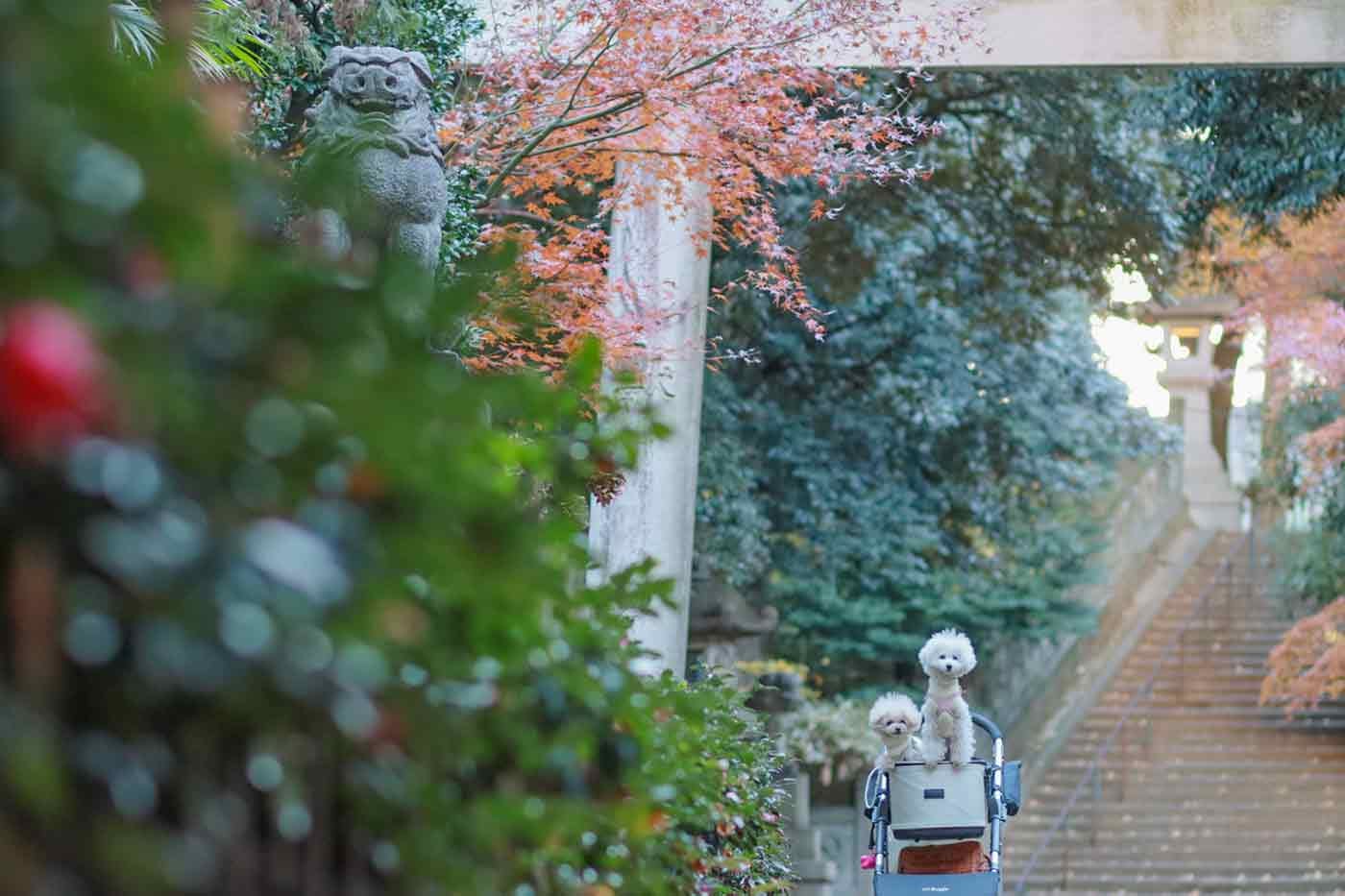 鳥居の下で記念撮影する犬