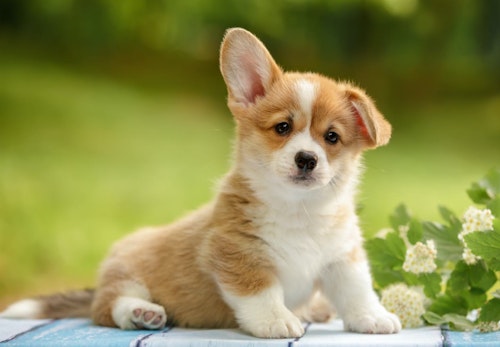 犬が覚えやすい名前とは 名付けのコツと実例 21年の人気ネームランキングも紹介 わんクォール 犬が覚えやすい名前とは 名付けのコツと実例 21年の人気ネームランキングも紹介 わんクォール