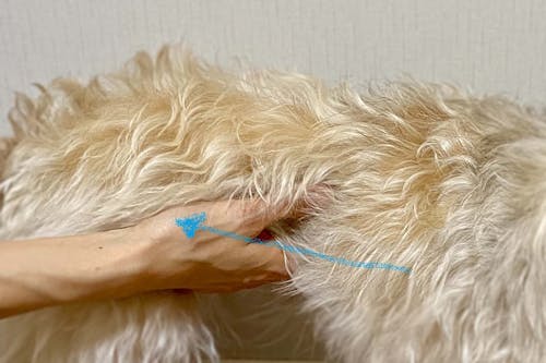 犬が喜ぶマッサージ方法とは 事前の準備と正しい手順 メリットや注意点について解説 獣医師監修 わんクォール 犬が喜ぶマッサージ方法とは 事前の準備と正しい手順 メリットや注意点について解説 獣医師監修 わんクォール