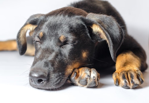 犬にネギを与えるのは危険 中毒症状と対処法 誤食を防ぐ予防策を解説 獣医師監修 わんクォール 犬にネギを与えるのは危険 中毒症状と対処法 誤食を防ぐ予防策を解説 獣医師監修 わんクォール