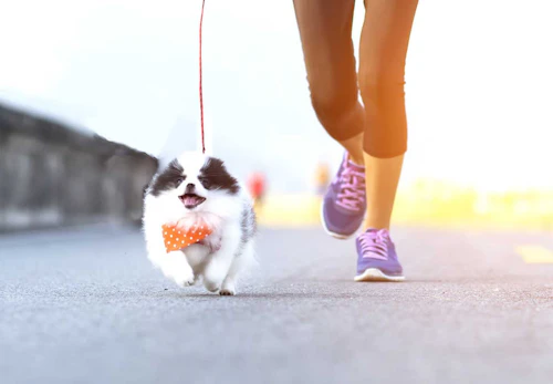 愛犬との絆が深まるドッグスポーツとは メリットや代表的な4種類の競技について解説 わんクォール 愛犬との絆が深まるドッグスポーツとは メリットや代表的な4種類の競技について解説 わんクォール
