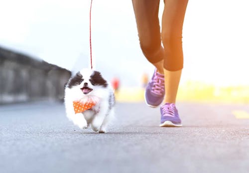 愛犬との絆が深まるドッグスポーツとは メリットや代表的な4種類の競技について解説 わんクォール