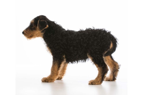 獣医師監修 しっぽで分かる犬の気持ちとは 位置や動きから推測できる感情を解説 わんクォール 獣医師監修 しっぽで分かる犬の気持ちとは 位置や動きから推測できる感情を解説 わんクォール