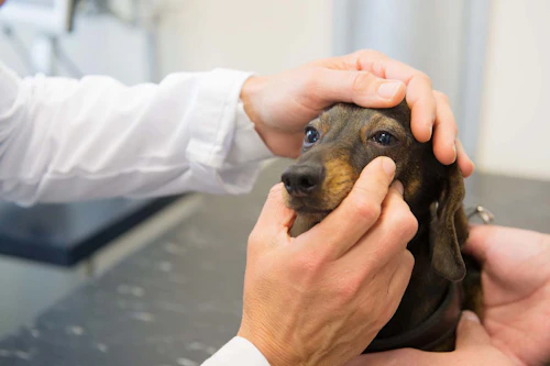 獣医師監修 犬の涙の原因とは 考えられる病気と対処法 病院に連れていくべき症状について解説 わんクォール 獣医師監修 犬の涙の原因とは 考えられる病気と対処法 病院に連れていくべき症状について解説 わんクォール