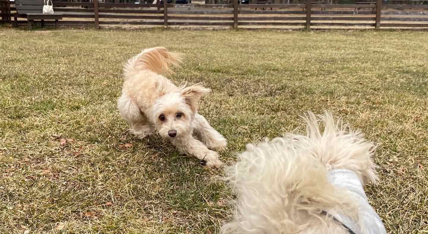 愛犬とクリスマスキャンプ　ドッグランで遊ぶ犬