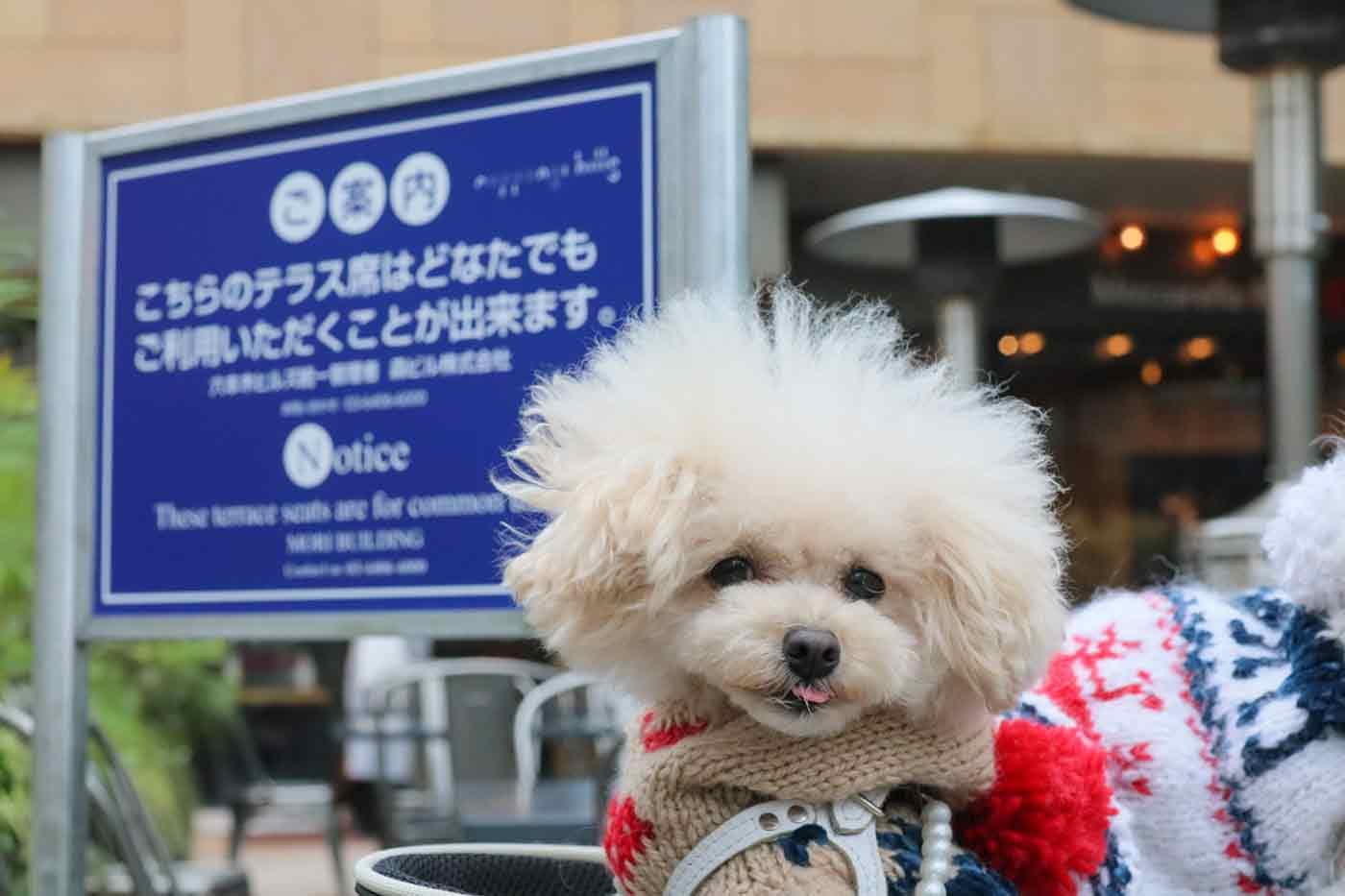 嬉しそうな犬