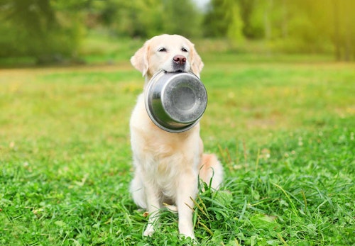 犬は枝豆を食べても大丈夫？適量やおすすめの調理法、大豆アレルギーなどの注意点について解説_トレイをくわえる犬