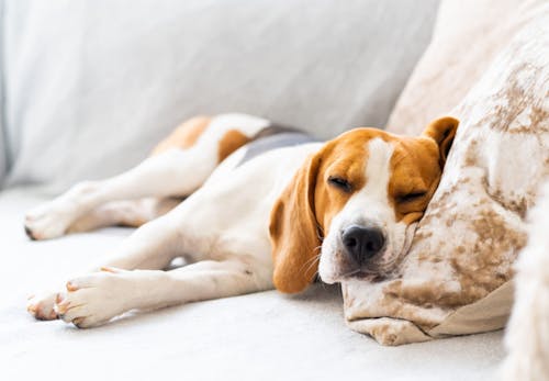 犬にネギを与えるのは危険 中毒症状と対処法 誤食を防ぐ予防策を解説 獣医師監修 わんクォール 犬にネギを与えるのは危険 中毒症状と対処法 誤食を防ぐ予防策を解説 獣医師監修 わんクォール