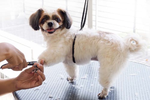 獣医師直伝 犬が嫌がらない爪の切り方のコツや頻度を解説 わんクォール 獣医師直伝 犬が嫌がらない爪の切り方のコツや頻度を解説 わんクォール