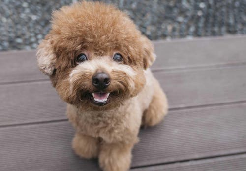 獣医師監修 トイ プードルはどんな犬 性格 特徴 飼いやすさやしつけのコツ かかりやすい病気などについて解説 わんクォール