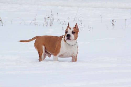 獣医師監修 しっぽで分かる犬の気持ちとは 位置や動きから推測できる感情を解説 わんクォール