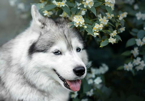 獣医師監修 シベリアン ハスキーはどんな犬 性格 特徴 飼いやすさ しつけのコツやかかりやすい病気などについて解説 わんクォール 獣医師監修 シベリアン ハスキーはどんな犬 性格 特徴 飼いやすさ しつけのコツやかかりやすい病気などについて解説 わんクォール