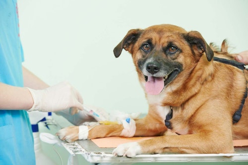 【獣医師監修】犬にも血液型があるの？分類方法や輸血の時の注意点について解説