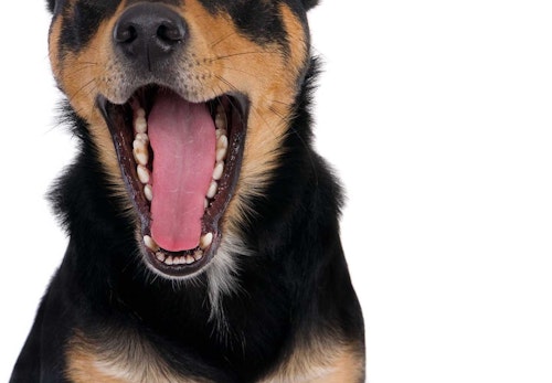 犬にも虫歯はある？治療法や予防のためのケア、その他にも注意したい口の中のトラブルについて解説_犬の口