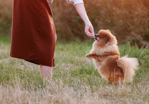獣医師監修 ポメラニアンはどんな犬 性格 特徴 飼いやすさやしつけのコツ かかりやすい病気や平均寿命についても解説 わんクォール 獣医師監修 ポメラニアンはどんな犬 性格 特徴 飼いやすさやしつけのコツ かかりやすい病気や平均寿命についても解説 わんクォール
