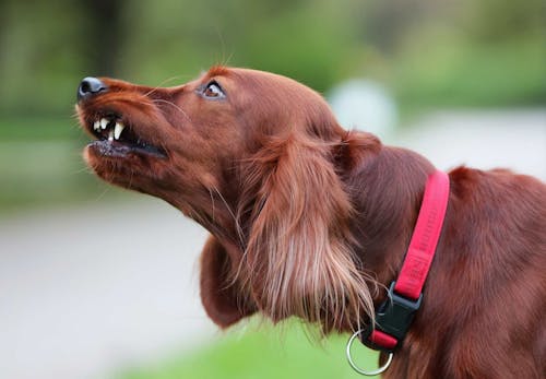 犬が唸る理由とは やめさせるためのしつけや唸っている時の感情について解説 獣医師監修 わんクォール 犬が唸る理由とは やめさせるためのしつけや唸っている時の感情について解説 獣医師監修 わんクォール
