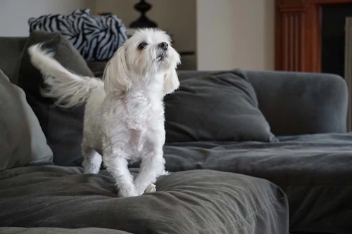 獣医師監修 しっぽで分かる犬の気持ちとは 位置や動きから推測できる感情を解説 わんクォール 獣医師監修 しっぽで分かる犬の気持ちとは 位置や動きから推測できる感情を解説 わんクォール