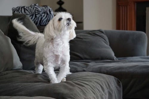 獣医師監修 しっぽで分かる犬の気持ちとは 位置や動きから推測できる感情を解説 わんクォール 獣医師監修 しっぽで分かる犬の気持ちとは 位置や動きから推測できる感情を解説 わんクォール