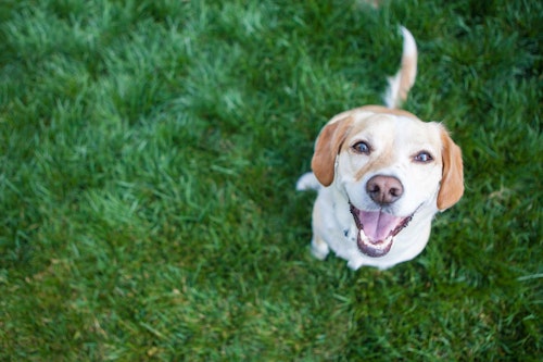 犬も嬉しいとにっこり笑う 笑顔の理由とそこに隠された気持ちについて解説 獣医師監修 わんクォール 犬も嬉しいとにっこり笑う 笑顔の理由とそこに隠された気持ちについて解説 獣医師監修 わんクォール
