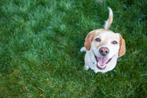 犬も嬉しいとにっこり笑う 笑顔の理由とそこに隠された気持ちについて解説 獣医師監修 わんクォール 犬も嬉しいとにっこり笑う 笑顔の理由とそこに隠された気持ちについて解説 獣医師監修 わんクォール