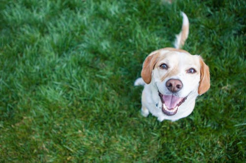 犬も嬉しいとにっこり笑う 笑顔の理由とそこに隠された気持ちについて解説 獣医師監修 わんクォール