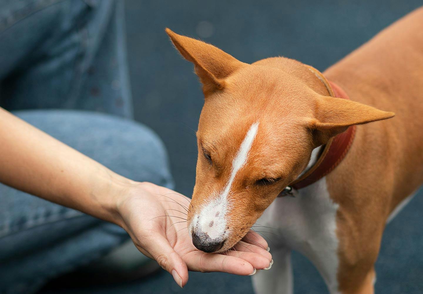 獣医師監修 犬に大豆を食べさせても大丈夫 メリットやアレルギーの危険性 節分の豆の注意点などについて解説 Illness 病気 わんクォール