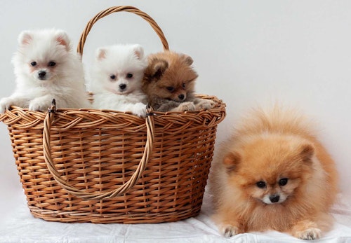 ポメラニアンの性格と特徴は 飼い方や寿命 気をつけたい病気について解説 獣医師監修 わんクォール ポメラニアンの性格と特徴は 飼い方や寿命 気をつけたい病気について解説 獣医師監修 わんクォール