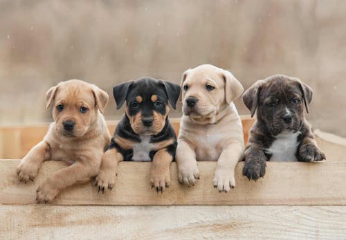 犬が覚えやすい名前とは 名付けのコツと実例 年の人気ネームも紹介 わんクォール 犬が覚えやすい名前とは 名付けのコツと実例 年の人気ネームも紹介 わんクォール